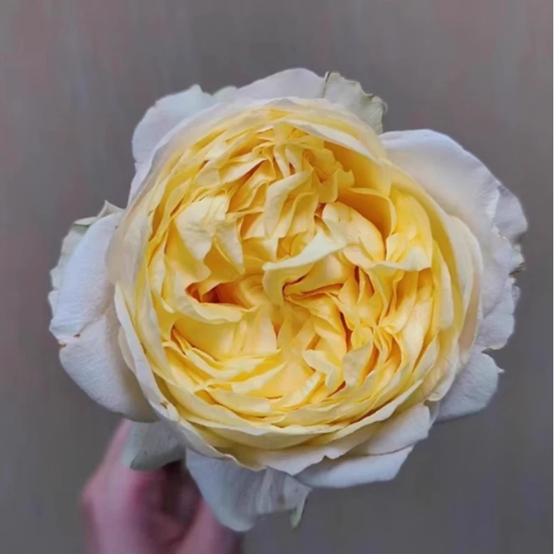 應花园裸根修剪发货 贵妃美人 美人系列茶香 抗病 耐热 耐开灌木