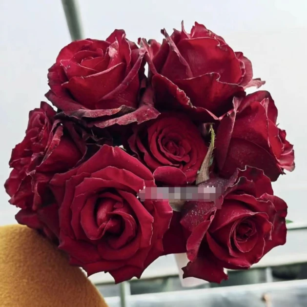 應花园裸根修剪发货 黑蝴蝶/黑蝶/黑鸟 日本清香大花耐晒耐热抗病