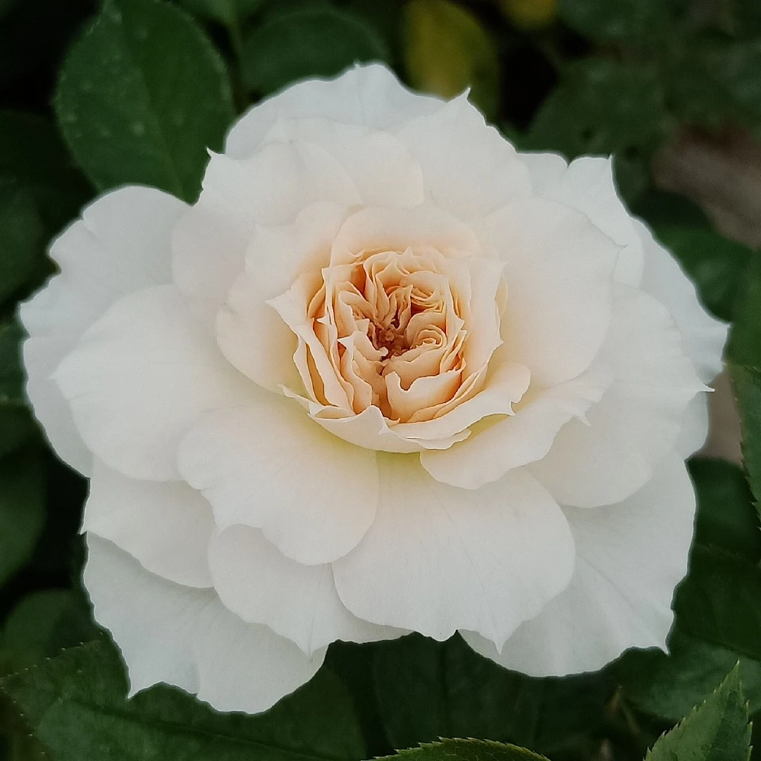 應花园裸根修剪发货 歌剧皇后 大花浓香 耐晒抗病 多季开花灌木