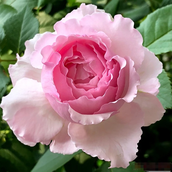 應花园裸根修剪发货 伊芙马蒂诺风琴 浓香大花 耐热抗病耐开灌木