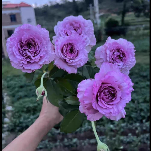 應花园裸根修剪发货 切花暮光/幽兰香 浓香大花抗病耐热多季灌木