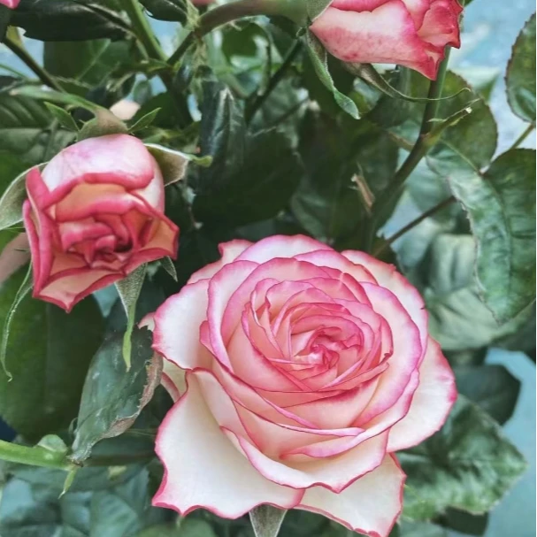 應花园裸根修剪发货 旋转木马 科德斯复色切花 抗病耐开耐热灌木