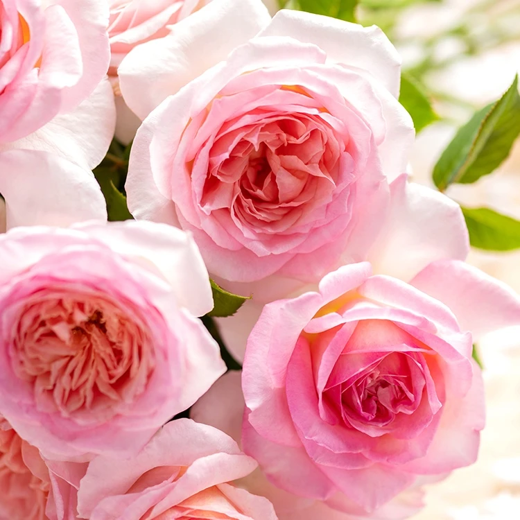 應花园裸根修剪发货 粉黛 狼家自育浓香大花 抗病耐热勤花灌木