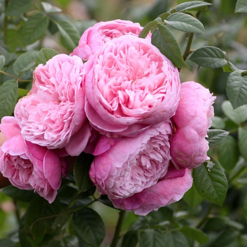 應花园 自由精神 月季苗奥斯汀浓香大花耐热耐雨抗病多季藤本