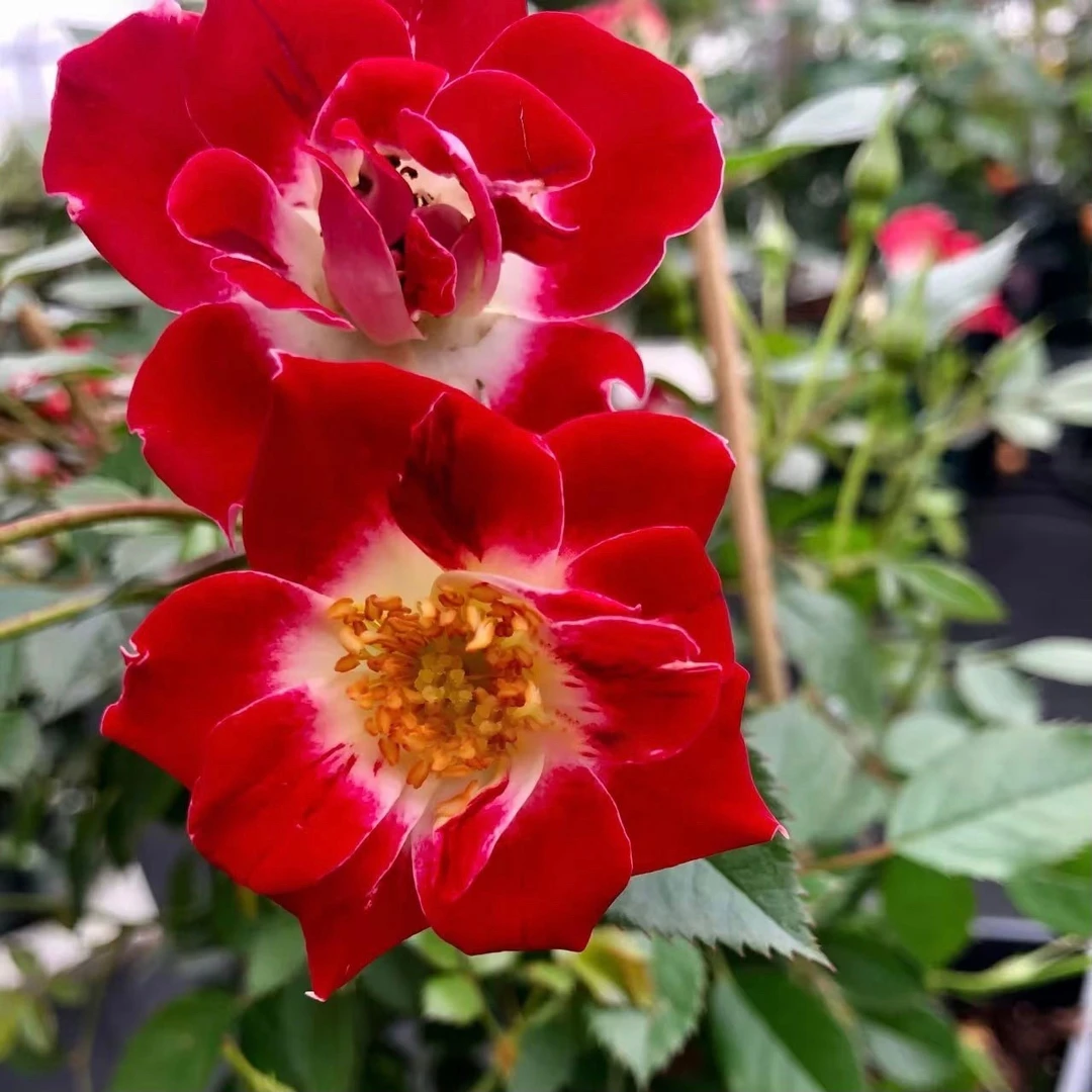 應花园裸根修剪发货 小画家/眼彩 新西兰丰花勤花抗病微型月季