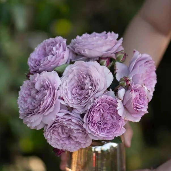 應花园裸根修剪发货 蓝丝球 狼家自育玫瑰混合果香大花 抗病耐热