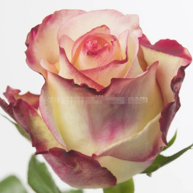 應花园裸根修剪发货 托尔门塔 肯尼亚复色切花 抗病耐开耐热灌木