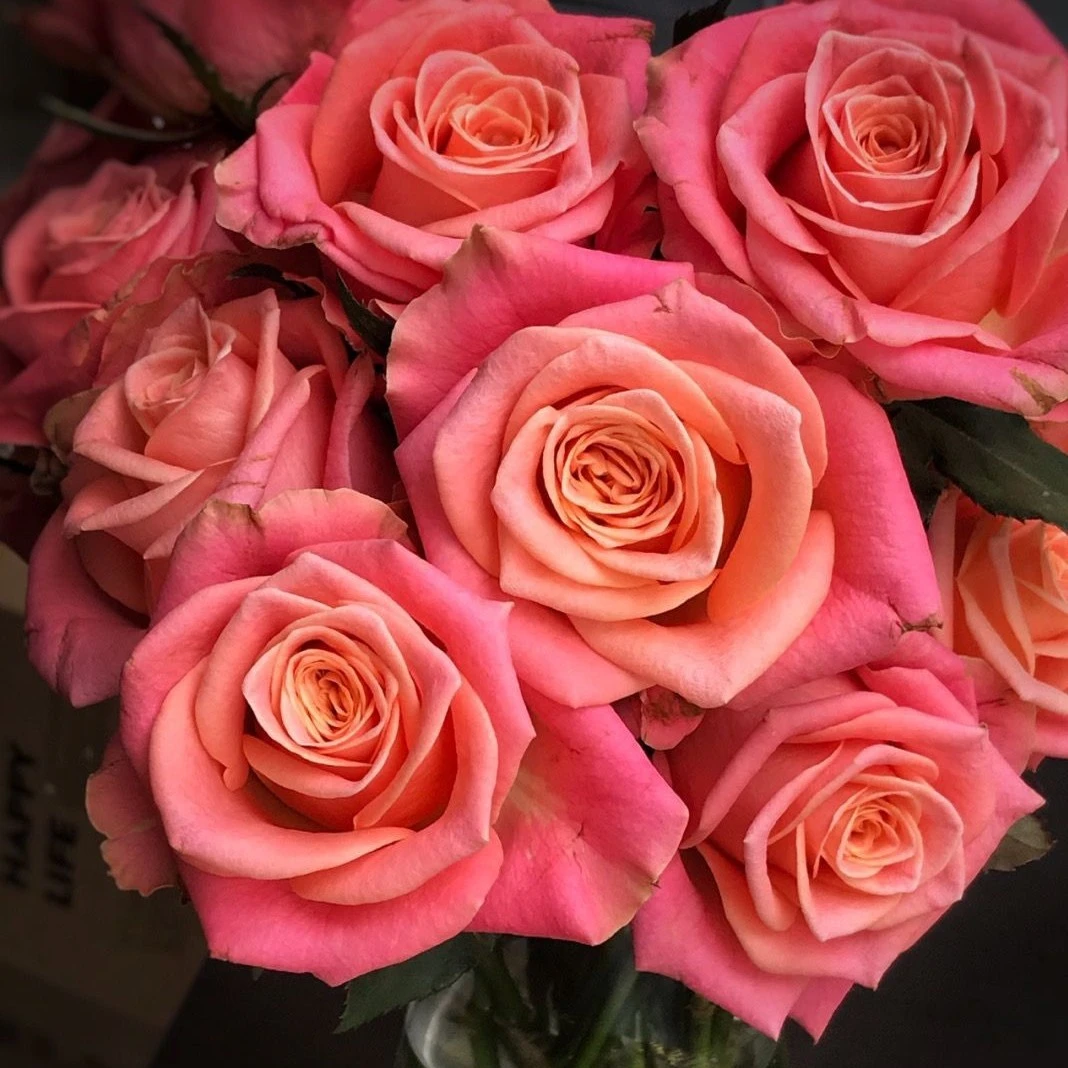 應花园裸根修剪发货 诺言 云南切花 耐热 直立 抗病多季开花灌木