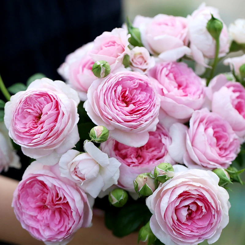 應花园裸根修剪发货 我的心 木村卓功中香大花抗病耐热多季可藤灌