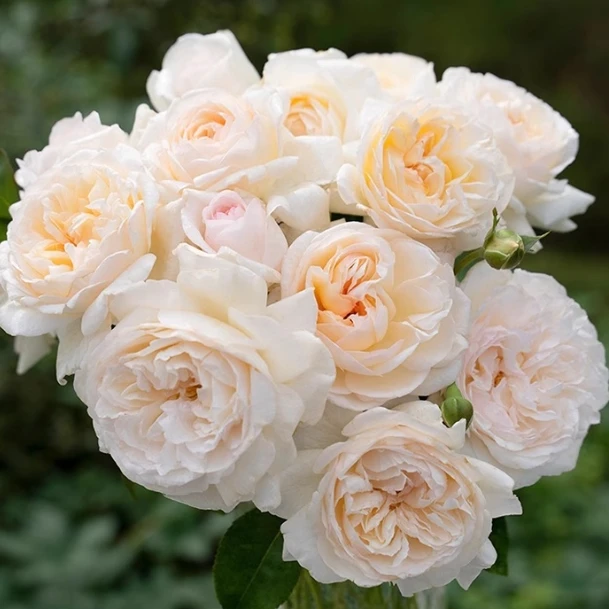 應花园裸根修剪发货 月笼沙 狼家自育没药香大花 抗病耐热耐开