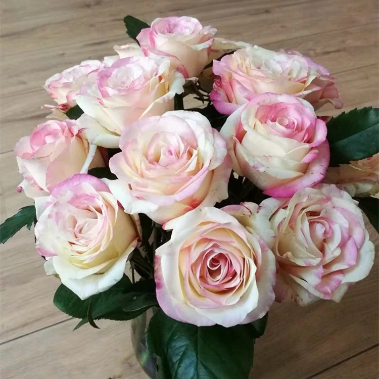 應花园裸根修剪发货 霓裳 云南多头甜香切花 耐热耐寒耐开灌木