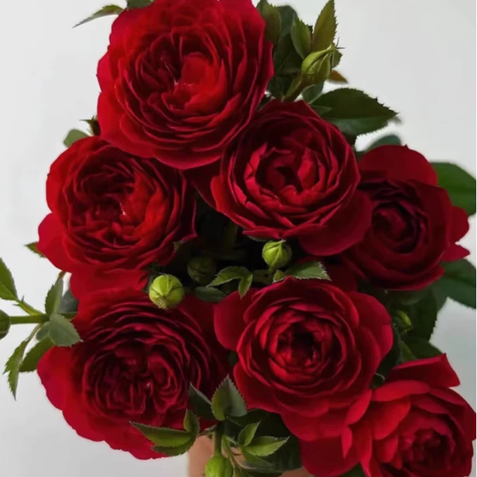 應花园裸根修剪发货 法拉利果汁 多头勤花丰花抗病 耐热 耐雨灌木