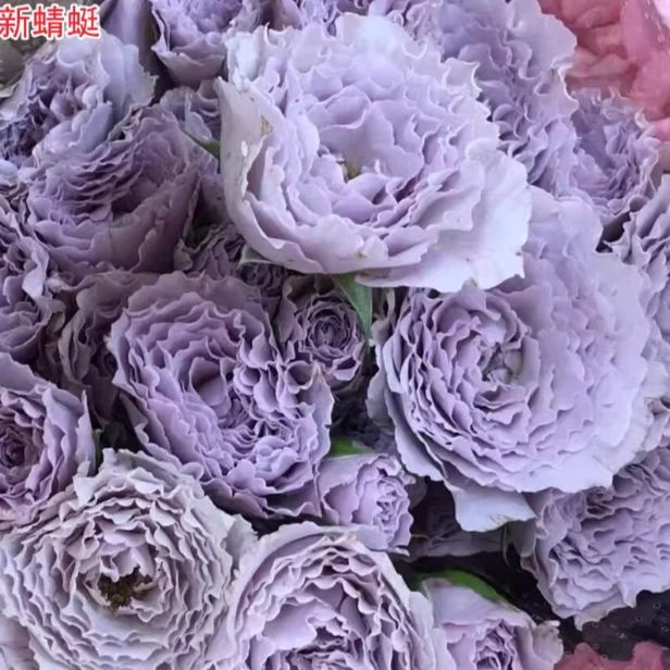 應花园裸根修剪发货 新蜻蜓 多头大花浓香 勤花 多季开花灌木