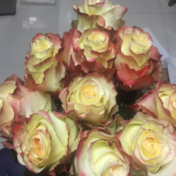 應花园裸根修剪发货 阿巴德/梅可 尼普茶香切花 抗病耐寒耐开灌木