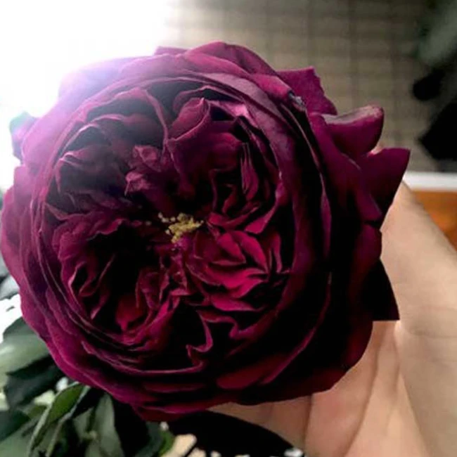 應花园裸根修剪发货 皇宫 日本浓香大花 抗病耐热耐寒勤花灌木