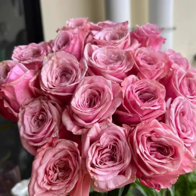 應花园裸根修剪发货 海洋布雷兹 尼普玫瑰香切花抗病耐热耐开灌木