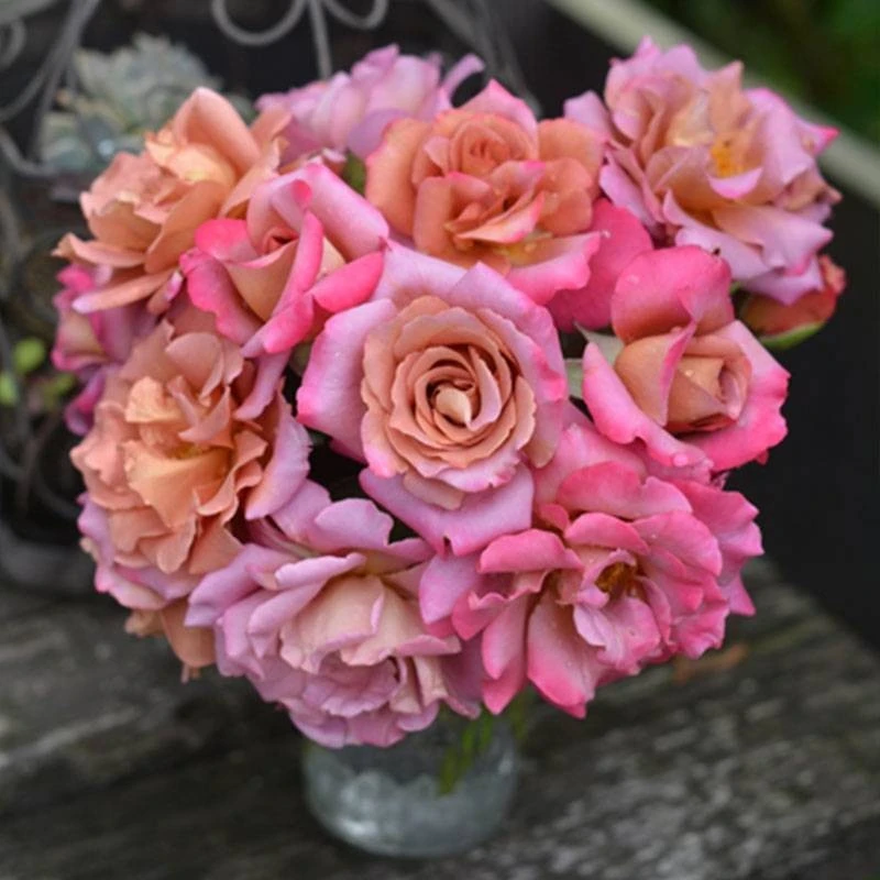 應花园裸根修剪发货 帷幕/垂坠/悬垂 河本纯子复色中香大花抗病