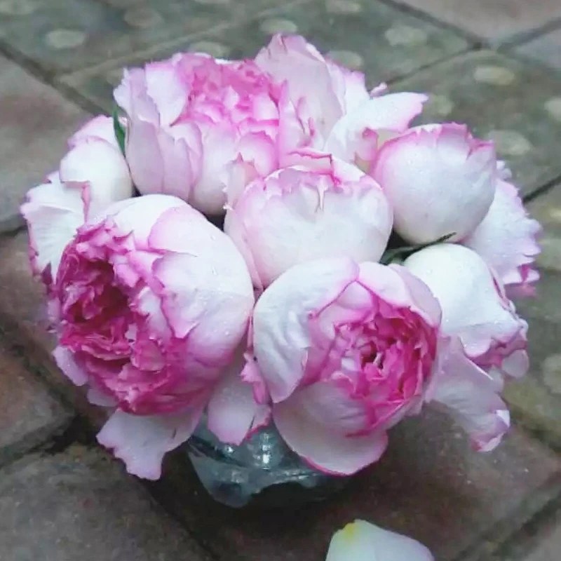 應花园裸根修剪发货 伊芙粉伯爵 浓香大花 勤花 耐阴多季开花灌木