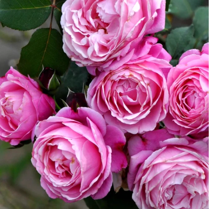 應花园裸根修剪发货 修女/妞曼姐妹 戴尔巴德强香大花 抗病耐热