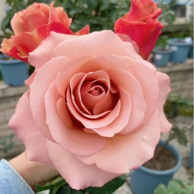 應花园裸根修剪发货 莫泊/慕泊 厄瓜多尔清香切花抗病耐开耐热