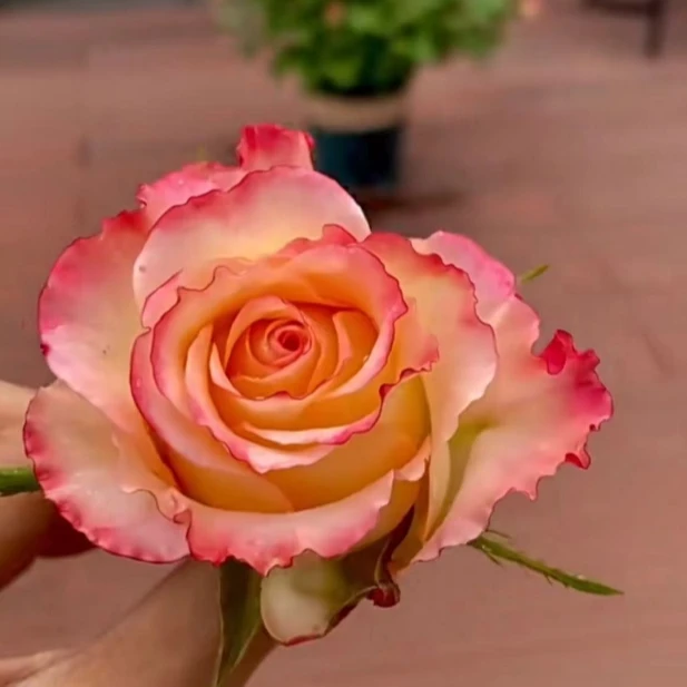 應花园裸根修剪发货 城市中心 尼普复色切花抗病耐热耐开多季灌木