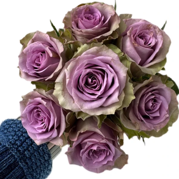 應花园裸根修剪发货 萨尔曼莎婚礼 复色切花 抗病耐热耐开灌木