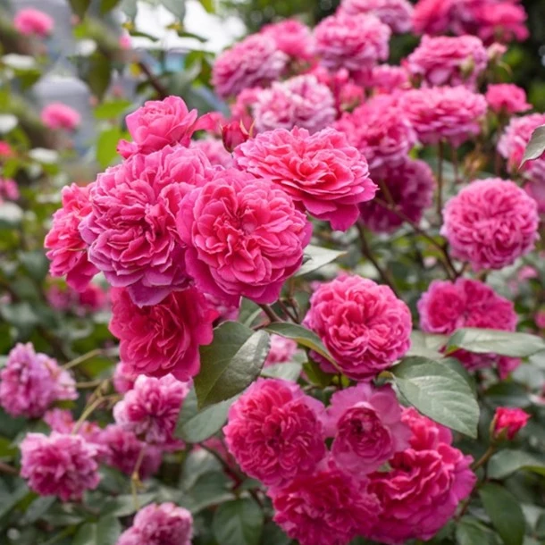 應花园裸根修剪发货 艾弗的玫瑰/啦啦队长 奥斯汀浓香抗病可藤灌