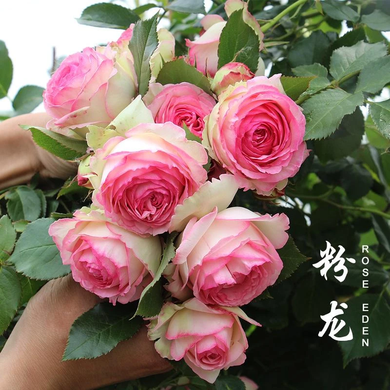 應花园裸根修剪发货 粉色龙沙宝石 法国玫昂大花浓香耐热耐荫藤本