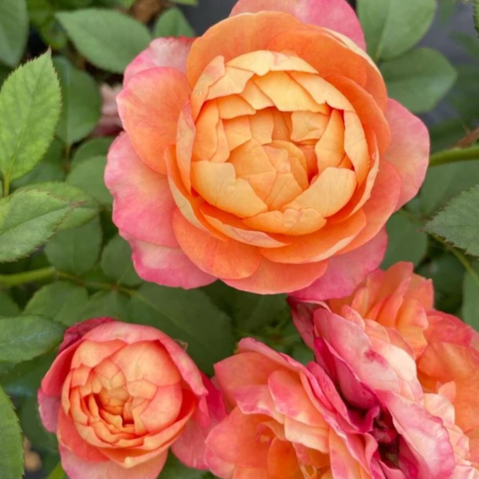 應花园裸根修剪发货 大花美人/梦幻美人 多头浓香 抗病耐热灌木