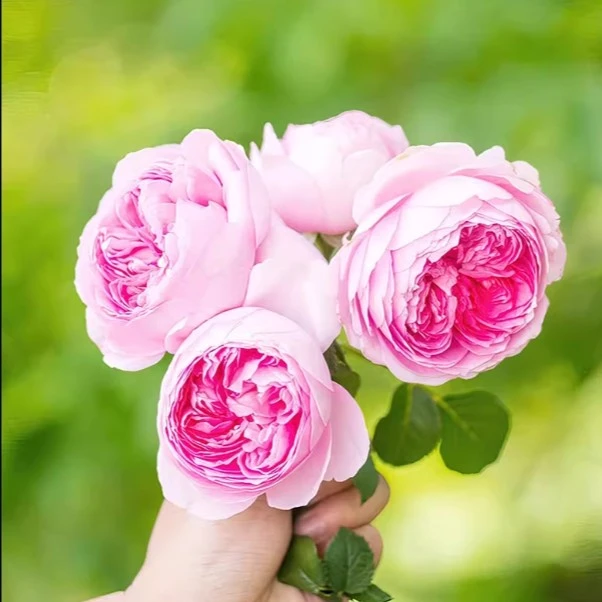 應花园裸根修剪发货 玉环鸣 混合没药浓香大花 抗病耐热耐寒灌木