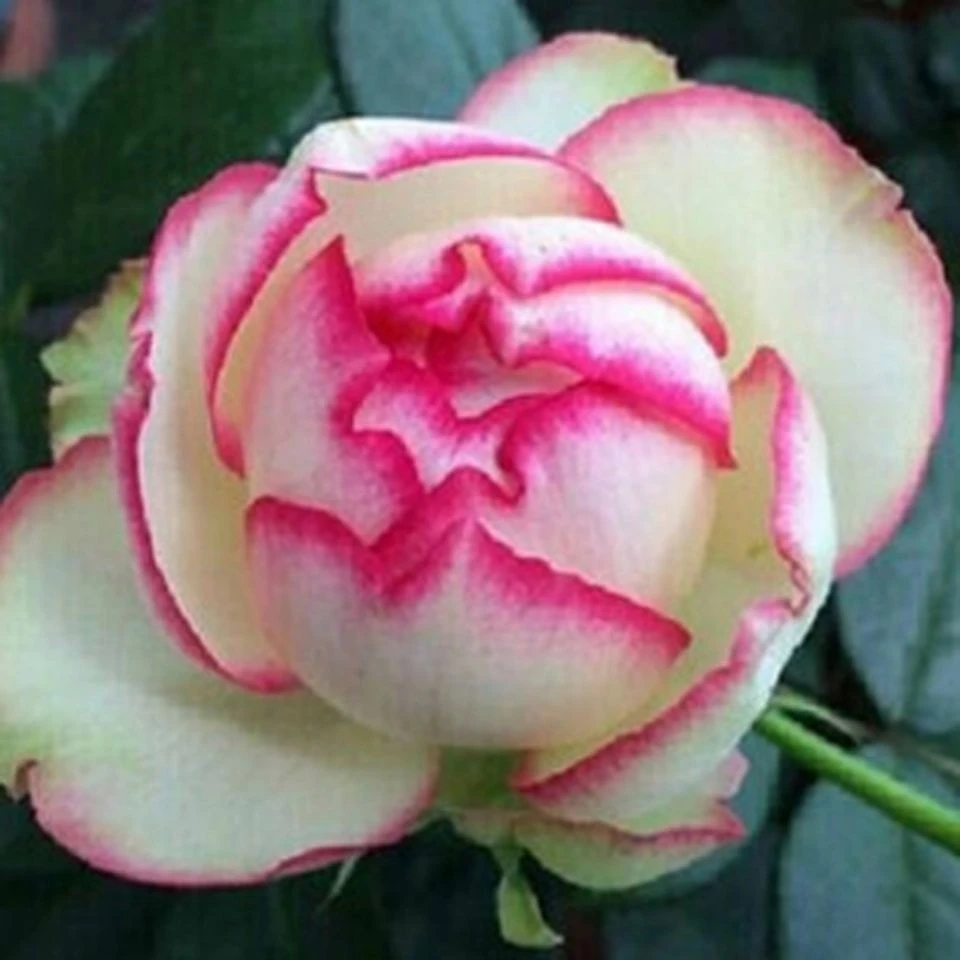 應花园裸根修剪发货 乐天派 月法国大花浓香抗病耐寒多季开花灌木