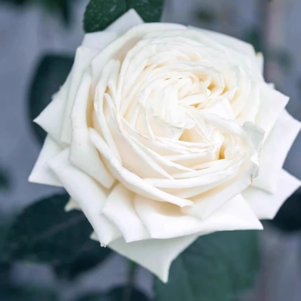 應花园裸根修剪发货 冷香/伊芙皮埃尔 玫昂浓香大花 耐阴抗病灌木