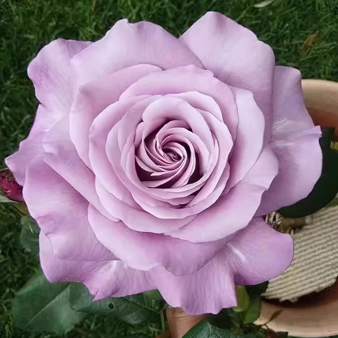 應花园裸根修剪发货 海王星 美国柑橘香切花 抗病 耐热 耐开灌木