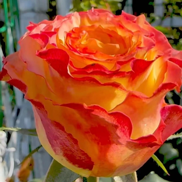 應花园裸根修剪发货 DFR138  新品复色切花 耐开耐雨抗病耐热灌木