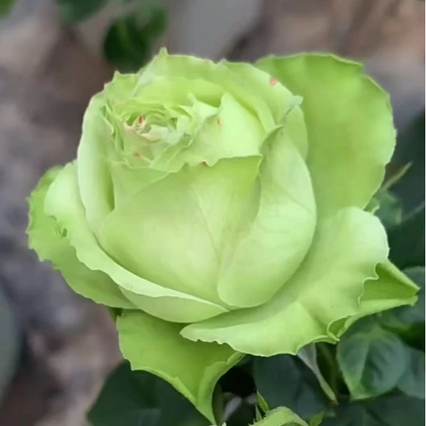 應花园裸根修剪发货 八木绿 日本渐变色切花 耐开 抗病 多季灌木