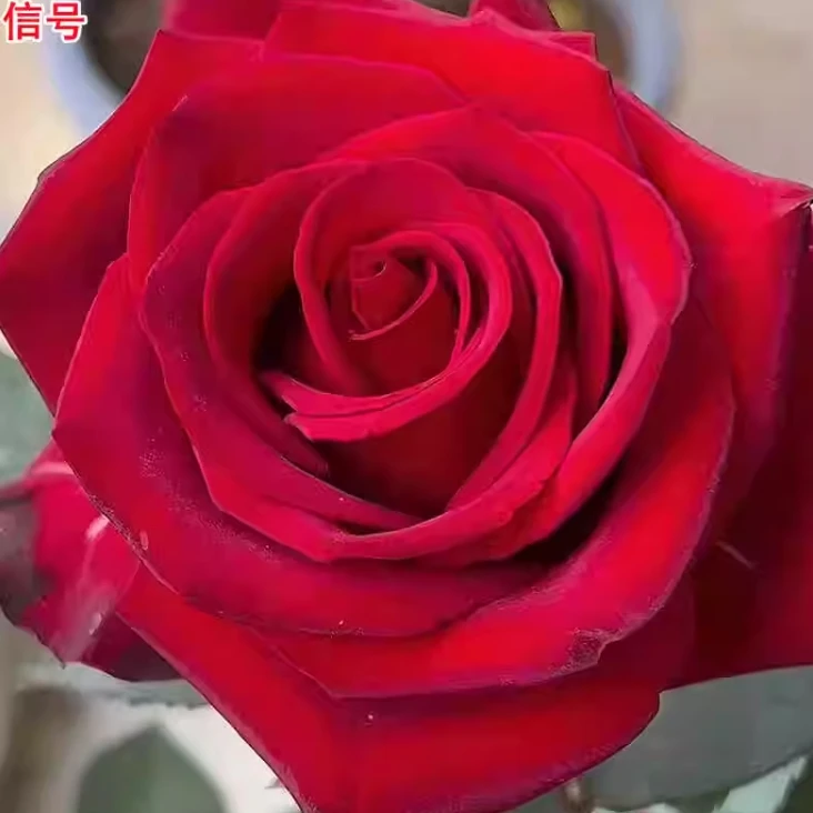 應花园裸根修剪发货 信号 丝绒感切花 耐开 耐晒 抗病 多季灌木