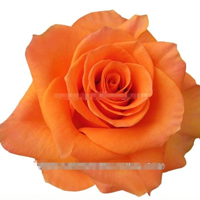 應花园裸根修剪发货 万圣节 尼普清香切花 抗病 耐开 耐热灌木