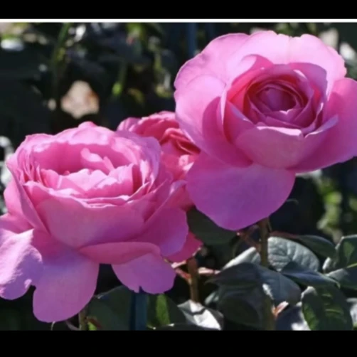 應花园裸根修剪发货 德西里/渴望 丹陶ADR浓香大花抗病耐热灌木