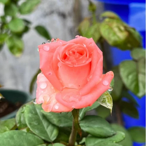應花园裸根修剪发货 戈迪娜 直立切花 抗病 德国丹陶耐热耐开灌木