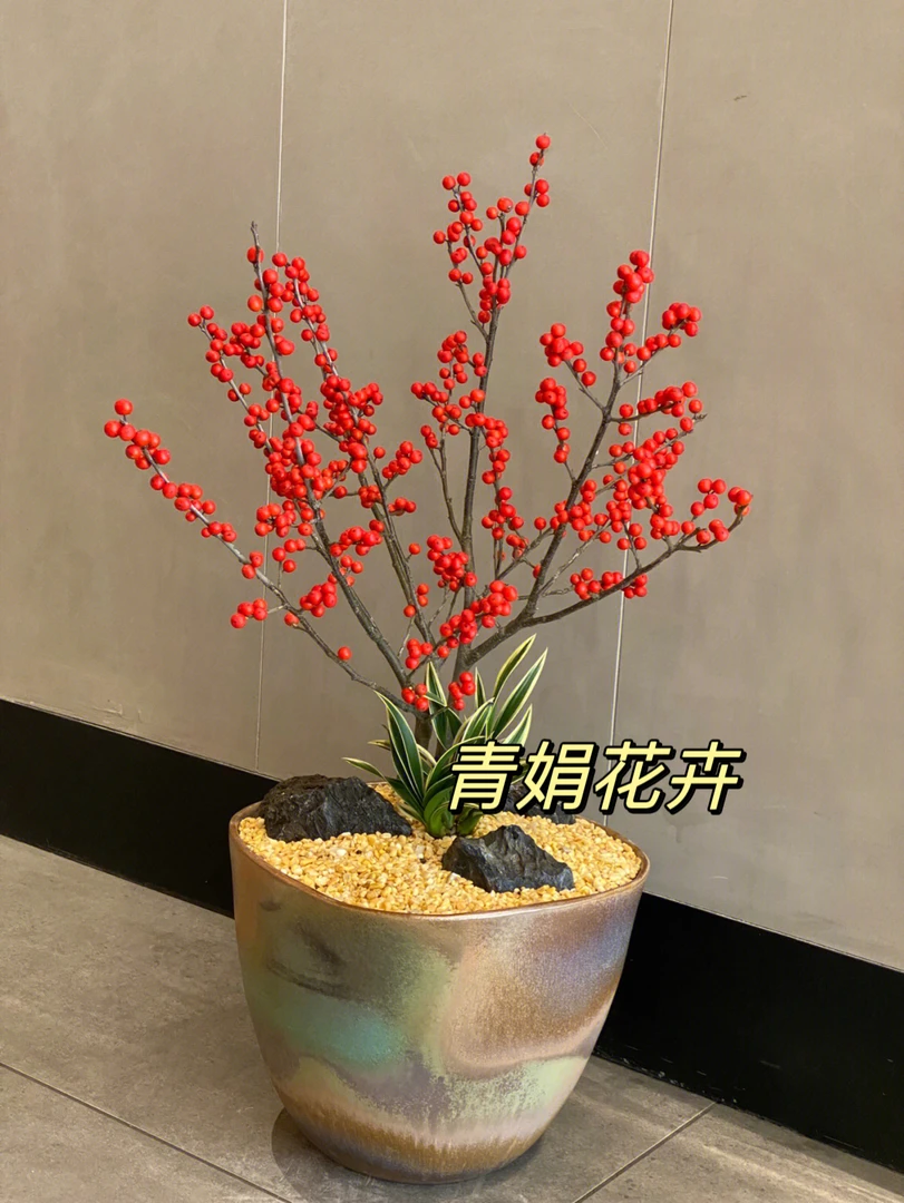 北美冬青1棵 过年家居装饰好物