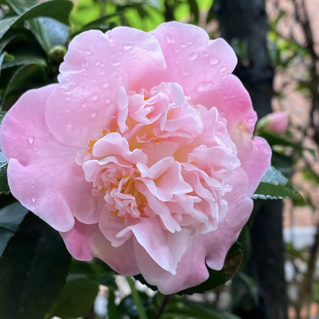 香妃茶花浓香多季开耐寒耐冻好养活