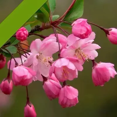 垂丝海棠好养活开花爆满