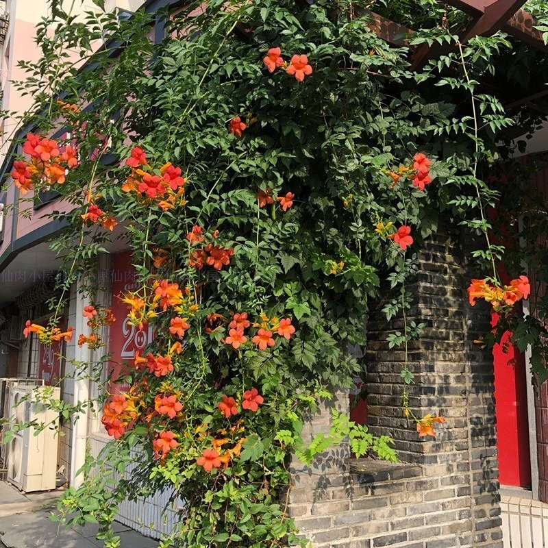 美国￼凌霄花开花爬藤