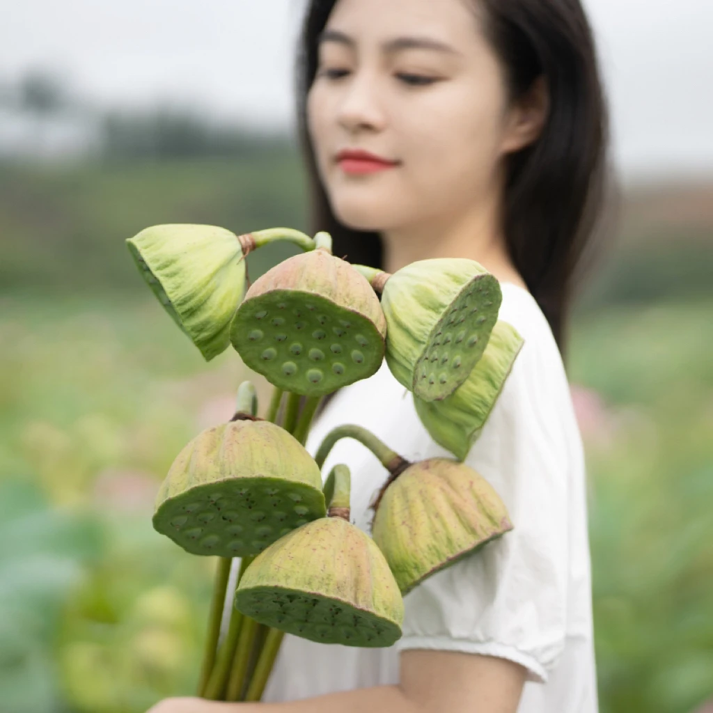 湖南新鲜水果莲蓬现摘现发嫩甜水果莲蓬生吃清香脆甜爽口当季水果