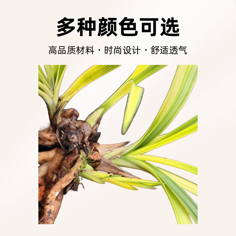随州春兰 蕙兰线艺 稿艺 中透 斑艺 室内盆栽