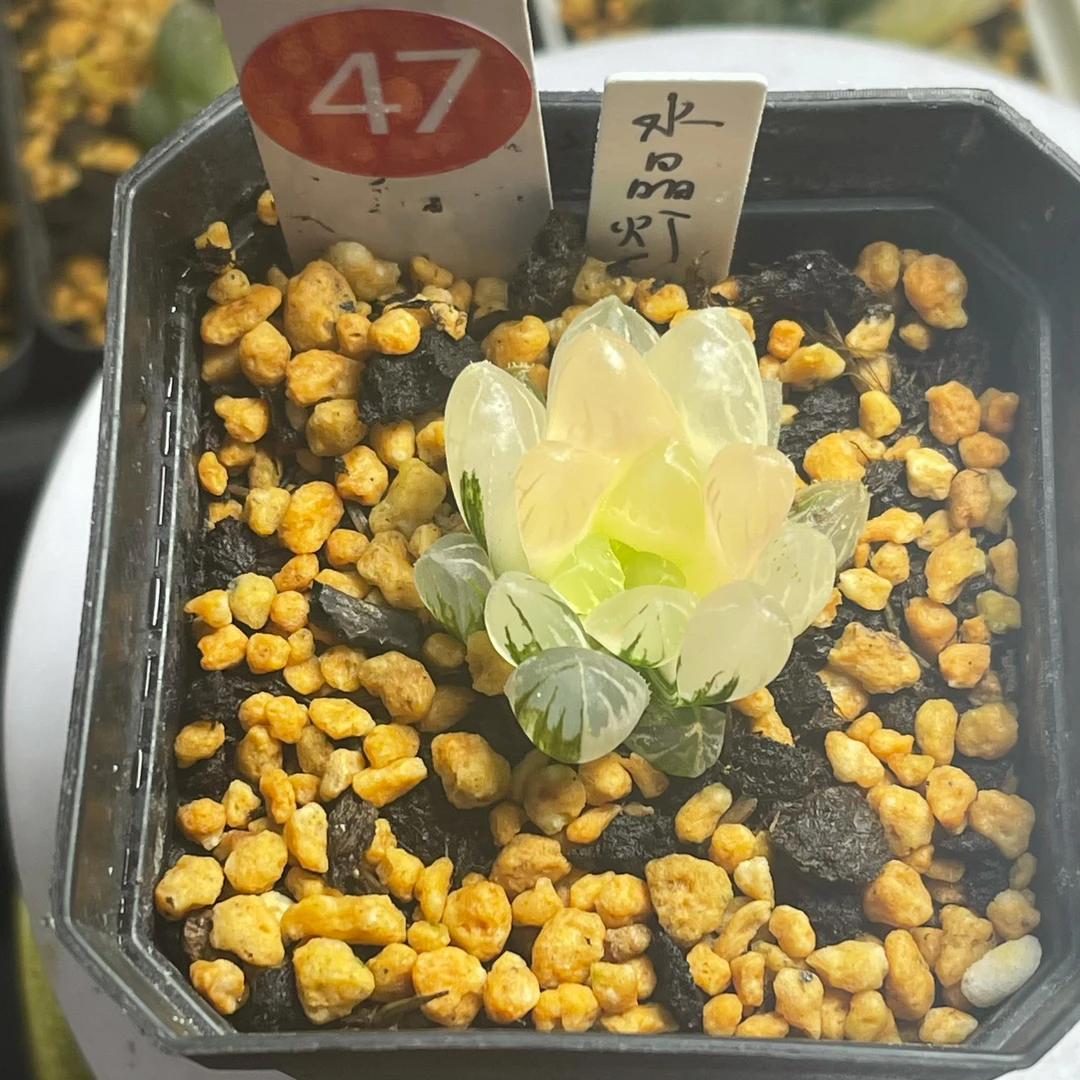 多肉12卷小苗，31—50链接。5方盆种植，原盆原土发货.所见即所得.