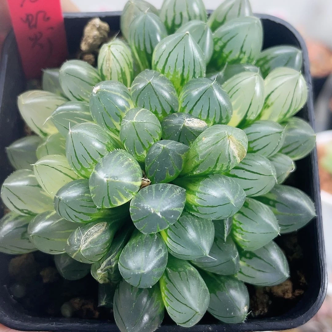 12卷霓虹灯玉露锦