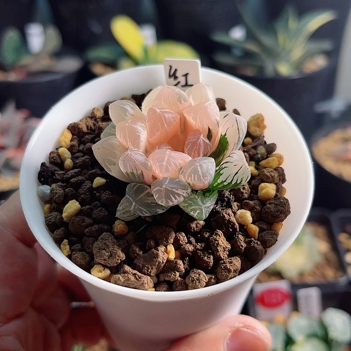 绿**莱12卷红太阳玉露锦