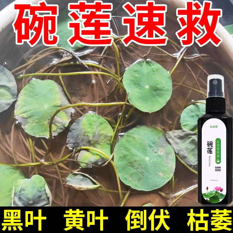 碗莲营养液好用免稀释直喷型液体肥专用叶子发黑变黄倒伏根部腐烂