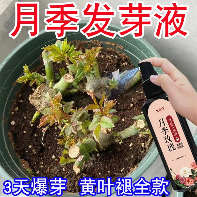 【巨好用】月季花专用肥营养液促发芽叶子掉叶枯萎黄叶急救免稀释